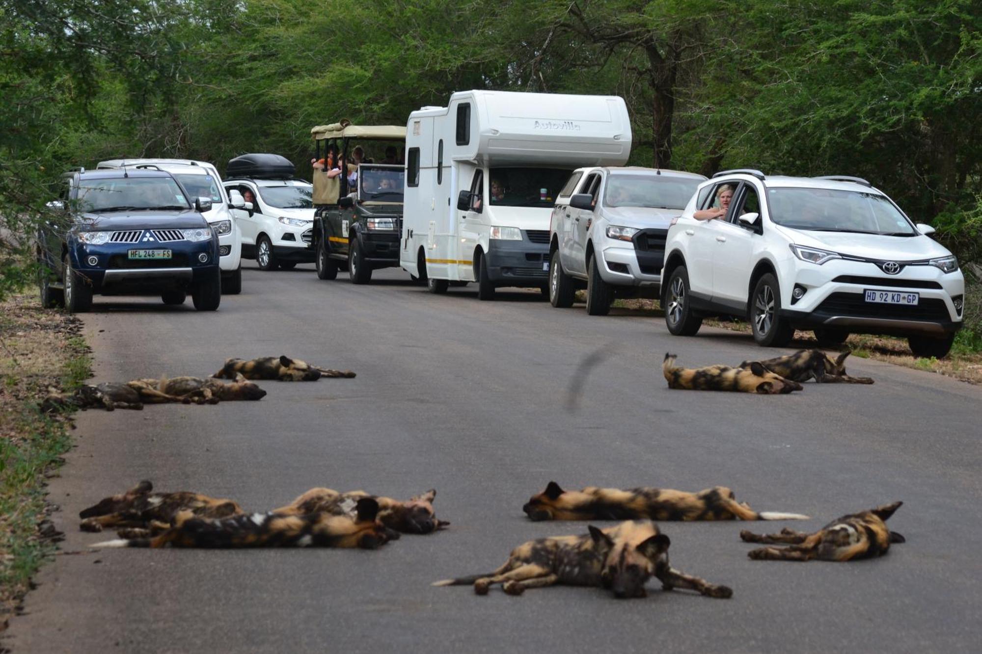 Yebo Safari Tents-Stay Inside Kruger Skukuza Exterior photo