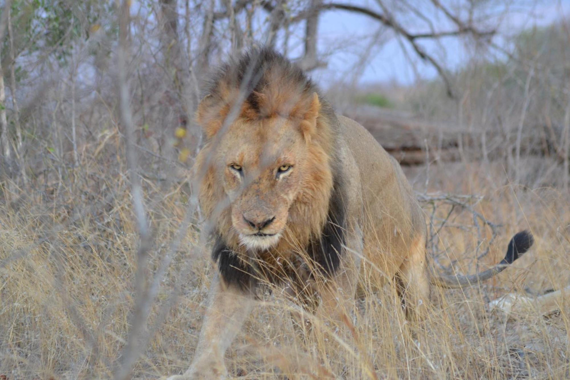 Yebo Safari Tents-Stay Inside Kruger Skukuza Exterior photo