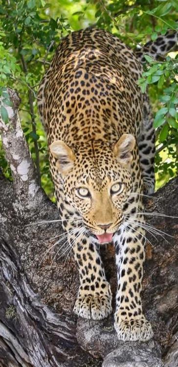 Yebo Safari Tents-Stay Inside Kruger Skukuza Exterior photo
