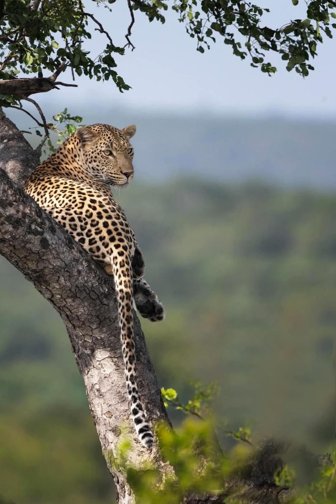 Yebo Safari Tents-Stay Inside Kruger Skukuza Exterior photo