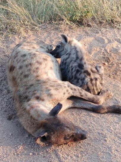 Yebo Safari Tents-Stay Inside Kruger Skukuza Exterior photo